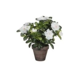 MACETA DE AZALEA BLANCA Ø11,5 x 27 cm | HogarLider