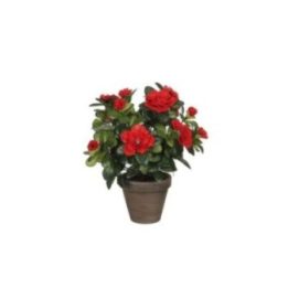 MACETA DE AZALEA ROJA Ø11,5 x 27 cm | HogarLider