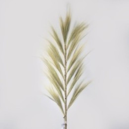 Palmera Rubia de Rayung - 1.6m —… · AW-PamG-02 | HogarLider