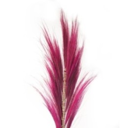 Palmera Rosa de Rayung- 1.6m — Pack… · AW-PamG-05 | HogarLider