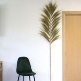 Palmera Natural de Rayung - 2m | HogarLider