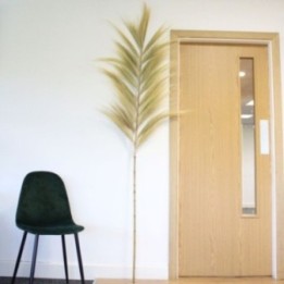 Palmera Rubia de Rayung- 2m | HogarLider
