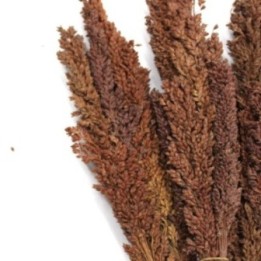 Manojo de Hierba Cantal - Chocolate | HogarLider