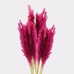 Manojo de Hierba Cantal - Rosa | HogarLider