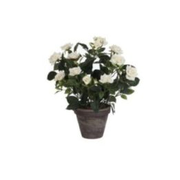 MACETA DE ROSAL BLANCO, Ø11,5 x 33 x 25 cm | HogarLider