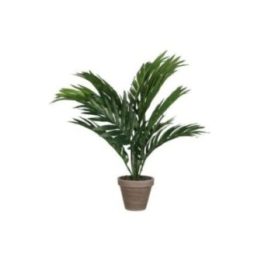 MACETA DE PALMERA AMARILLA O ARECA… · EL3-83356 | HogarLider