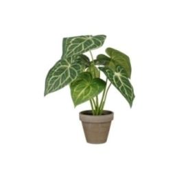 MACETA CALADIUM OREJA DE ELEFANTE… · EL3-90804 | HogarLider